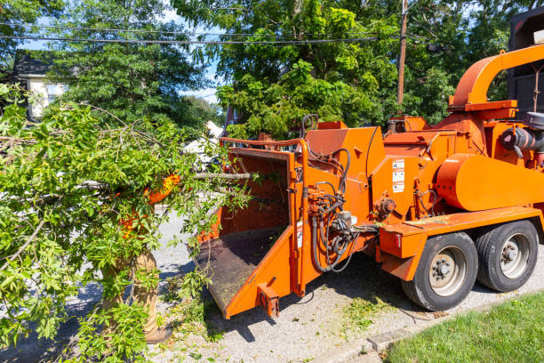 Best Dead Tree Removal  in Foster City, CA